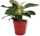 Kamerplant Philodendron White Wave - Unieke Kamerplant - ± 25cm hoog - 12cm diameter - in rode pot