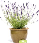 Lavendel 'Hidcote', vaste plant
