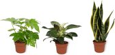 Set van 3 Kamerplanten - Philodendron White Wave & Fatsia Japonica & Sansevieria Superba - ±  30cm hoog - 12cm diameter