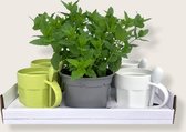 Muntthee pakket / The Herbs Family - tuinplanten - kruidenplanten