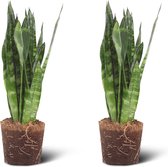 We Love Plants - Sansevieria Black Coral - 2 stuks - 40 cm hoog - Vrouwentong