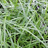 6x Carex morrowii - Zegge - Pot 9x9 cm