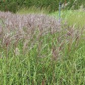 6x Miscanthus sinensis 'Ferner Osten' - Prachtriet - Pot 9x9 cm