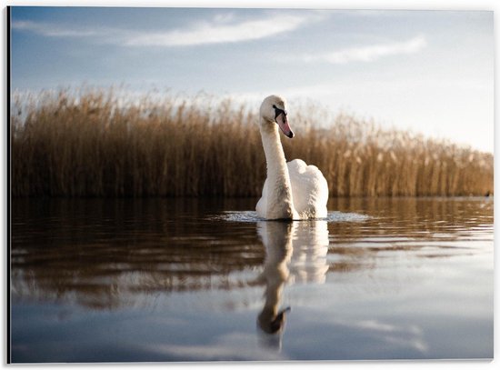 Dibond - Elegante Zwaan op Kalm Water - 40x30cm Foto op Aluminium (Met Ophangsysteem)