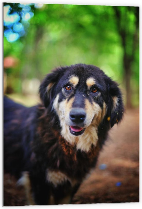 Dibond - Hond met Bruine Ogen in Bos - 60x90cm Foto op Aluminium (Met Ophangsysteem)