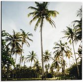 Dibond - Park met Palmbomen  - 50x50cm Foto op Aluminium (Wanddecoratie van metaal)