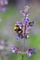 12x Nepeta faas. Walker's Low, vaste plant, mooie bodembedekker, 8 cm plug