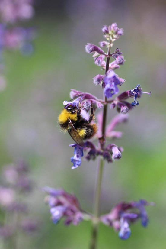 12x Nepeta faas. Walker's Low, vaste plant, mooie bodembedekker, 8 cm