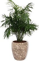 Kamerplant Chamaedorea Elegans - ± 60cm hoog – 19cm diameter in creme kleurige pot