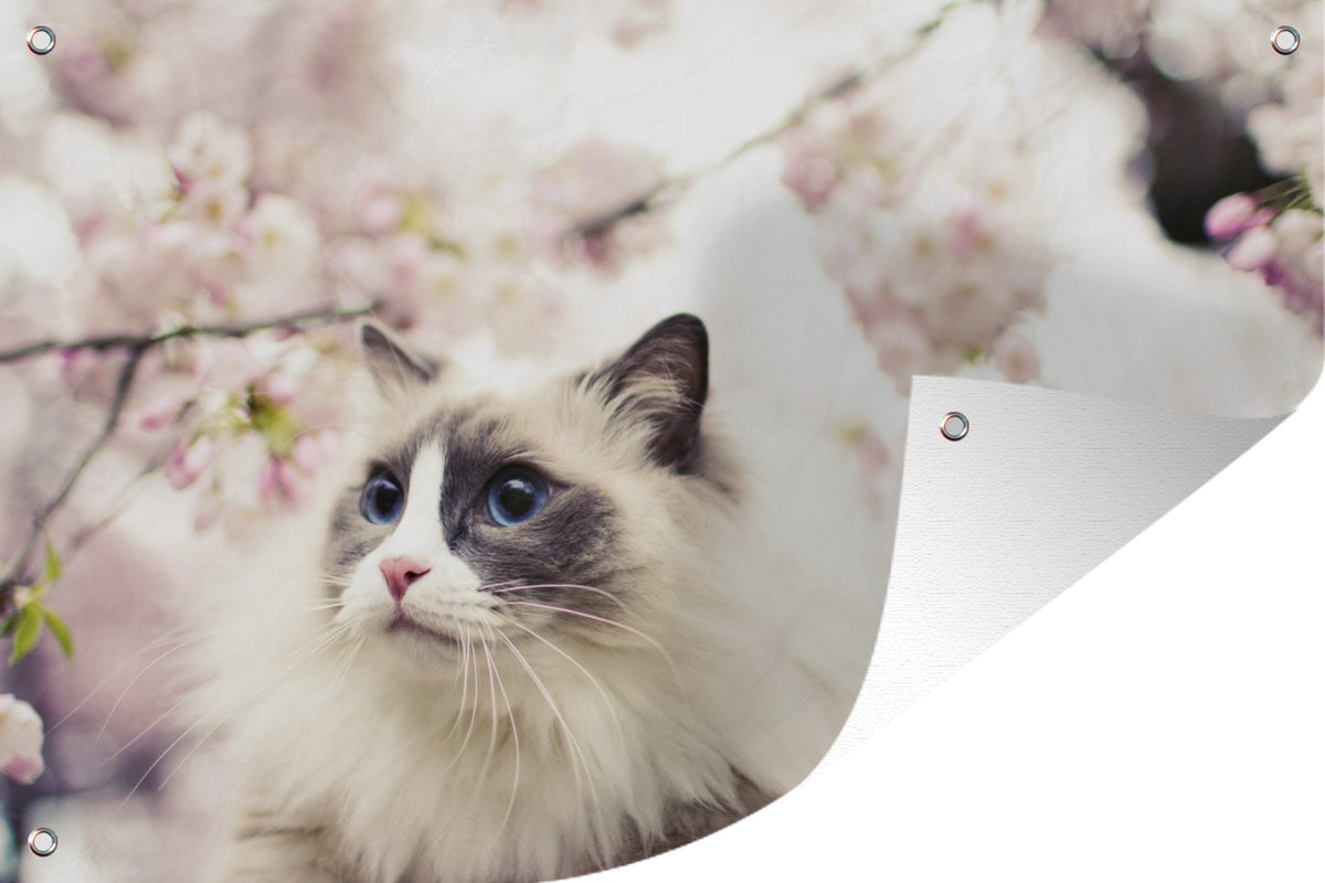 Affiche Sur Toile Chat Ragdoll & Fleurs Lilas – Décoration Murale Art Déco