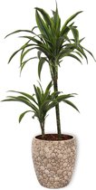 Kamerplant Dracaena Lemon Lime – Drakenbloedboom - ± 80cm hoogte – 19 cm diameter in creme kleurige pot