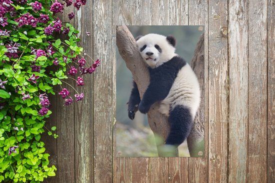 Jeune panda dort dans un arbre 60x90 cm