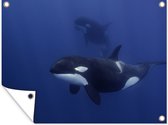 Muurdecoratie buiten Twee orka's in helder water - 160x120 cm - Tuindoek - Buitenposter