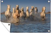 Muurdecoratie Witte paarden van Camargue - 180x120 cm - Tuinposter - Tuindoek - Buitenposter