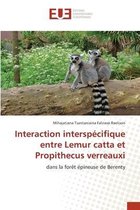 Interaction interspecifique entre Lemur catta et Propithecus verreauxi