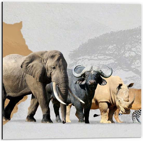 Dibond - Afrikaanse Dieren - 50x50cm Foto op Aluminium (Wanddecoratie van metaal)