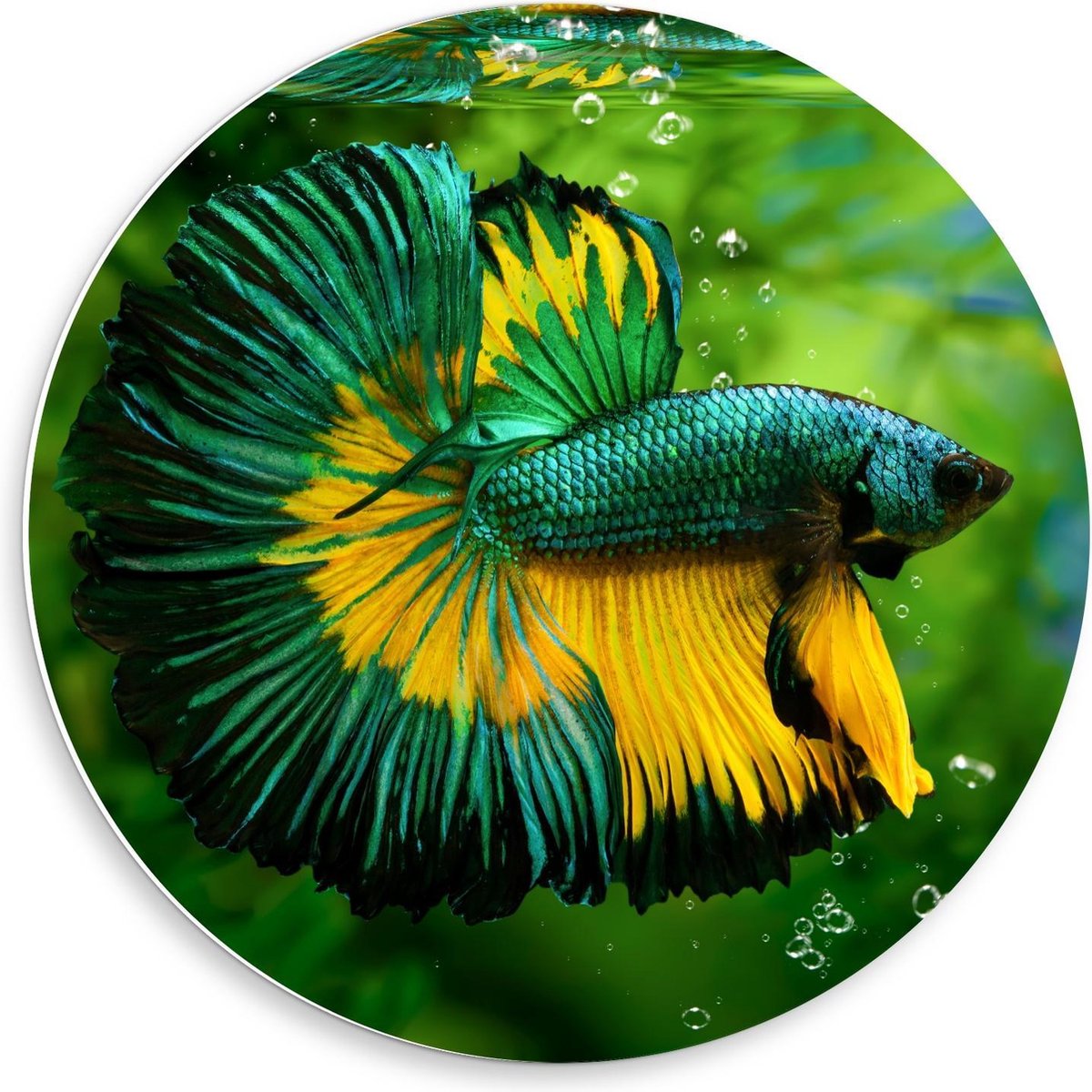 Forex Wandcirkel - Groen/Gele Vis in Aquarium - 50x50cm Foto op Wandcirkel (met ophangsysteem)