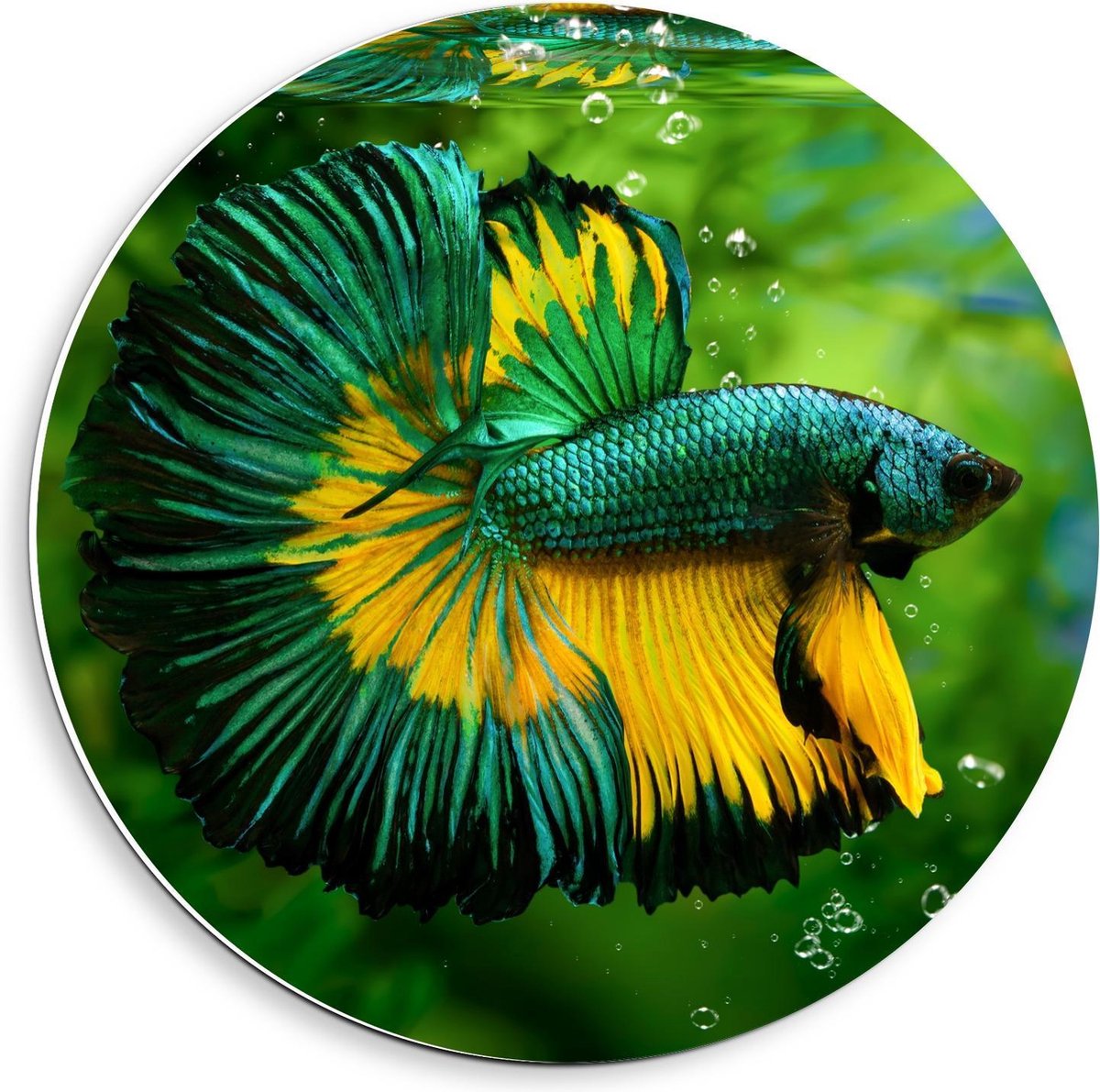 Forex Wandcirkel - Groen/Gele Vis in Aquarium - 40x40cm Foto op Wandcirkel (met ophangsysteem)