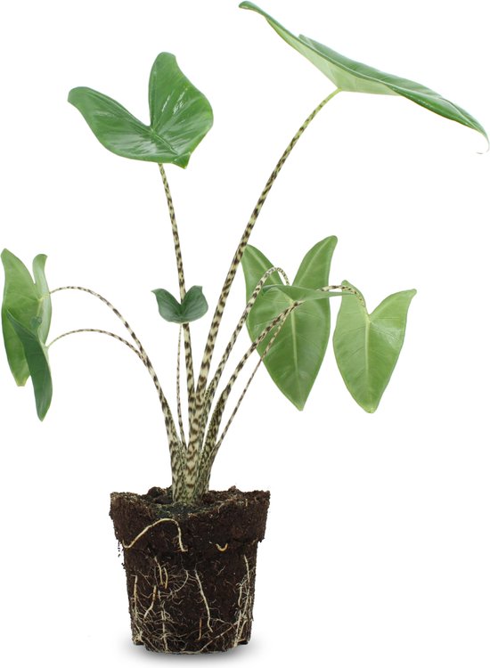 We Love Plants - Alocasia Zebrina - 75 cm hoog - Zebra Plant