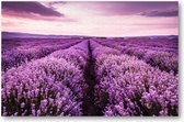 Bloeiend lavendelveld onder de paarse kleuren van de zonsondergang - 1000 Stukjes puzzel voor volwassenen - Landschap - Natuur - Bloemen