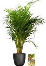 Pokon Powerplanten Areca Palm 100 cm ↕ - Kamerplanten - in Pot (Mica Tusca Zwart) - Goudpalm - met Plantenvoeding / Vochtmeter