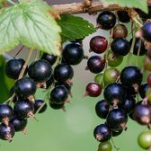 Zwarte bes - Ribes Nigrum - klein fruit - ca. 50 cm hoog - bessenstruik