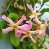 Trachelospermum jasminoides ‘Pink Showers’ – Toscaanse Sterjasmijn 50-60 cm in pot