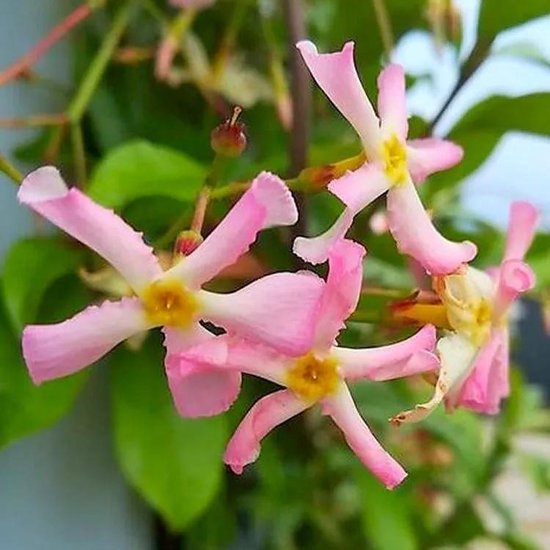 Trachelospermum jasminoides ' Pink Showers' - Jasmin étoilé toscan 50-60 cm  en pot | bol.com