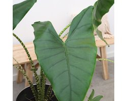 Alocasia Zebrina - 100cm