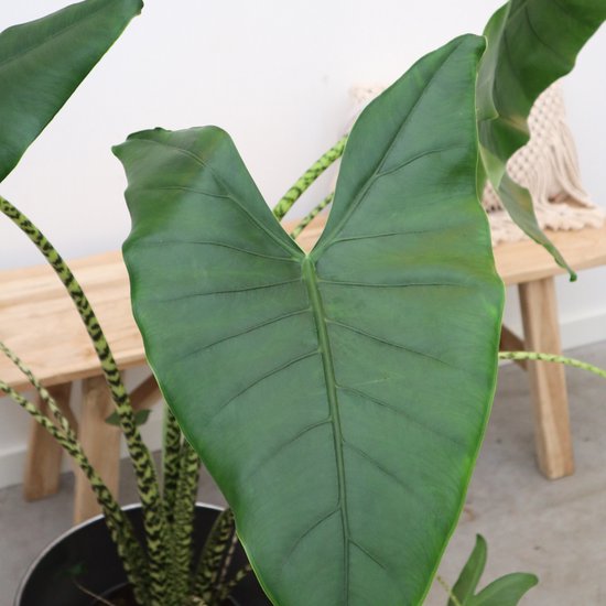 Alocasia Zebrina - 100cm