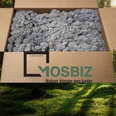 MosBiz Rendiermos Lavendel 2 laags (2,6 kilo) voor decoraties, schilderijen en mos wanden