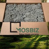 MosBiz Rendiermos Grijs 2 laags (2,6 kilo) voor decoraties, schilderijen en mos wanden