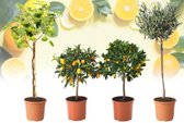 Mediterrane Fruitboompjes – Citroen, Sinaasappel, Olijf en Vijg – 4 Stuks