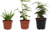 Set van 3 Kamerplanten - Aloë Vera & Monstera Deliciosa & Asparagus Plumosus - ±  30cm hoog - 12cm diameter