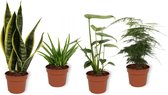 Set van 4 Kamerplanten - Aloe Vera & Asparagus Plumosus & Monstera Deliciosa & Sansevieria Superba - ± 25cm hoog - 12cm diameter