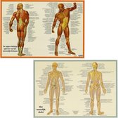 Het menselijk lichaam - anatomie posters spieren en skelet (Nederlands, gelamineerd, A2)