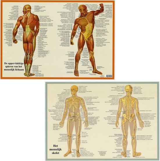 Liste des muscles du corps humain - Anatomie des muscles