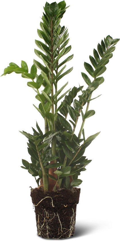 We Love Plants - Zamioculcas Zamiifolia - 80 cm hoog - Makkelijke kamerplant