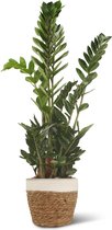 We Love Plants - Zamioculcas Zamiifolia + Mand Miranda - 80 cm hoog - Makkelijke kamerplant