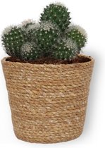 Cactus Mammilaria - ± 25 cm hoog – 12cm diameter - in bruine mand