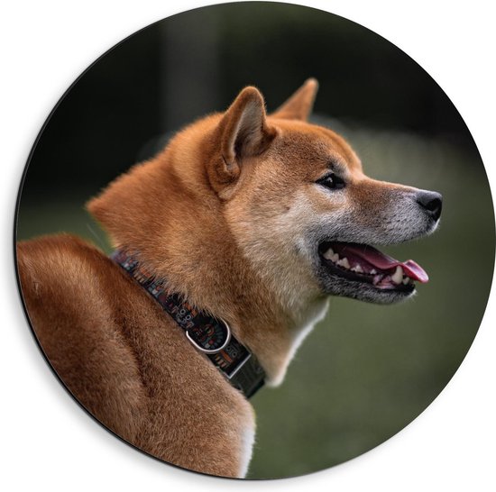 Dibond Wandcirkel - Zijaanzicht van Hond met Halsband - 40x40cm Foto op Aluminium Wandcirkel (met ophangsysteem)