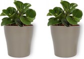 2x Kamerplant Peperomia Green Gold- Vetplant - ± 25cm hoog - 12cm diameter - in zilverkleurige pot