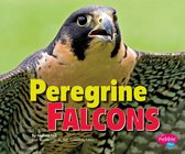 Birds of Prey - Peregrine Falcons