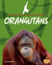 Endangered and Threatened Animals - Orangutans