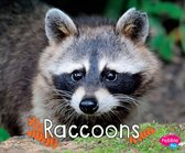 Woodland Wildlife - Raccoons