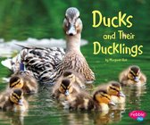 Animal Offspring - Ducks and Their Ducklings