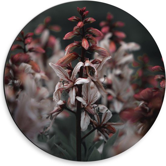 Dibond Wandcirkel - Rood-Witte Bloemen - 30x30cm Foto op Aluminium Wandcirkel (met ophangsysteem)