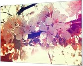Wandpaneel Zonsopgang met kersenbloesems  | 150 x 100  CM | Zwart frame | Wandgeschroefd (19 mm)