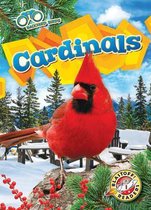 Backyard Birds- Cardinals