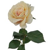 Fabulous Flowers - zijden roos Caila peach 48 cm - kunstroos
